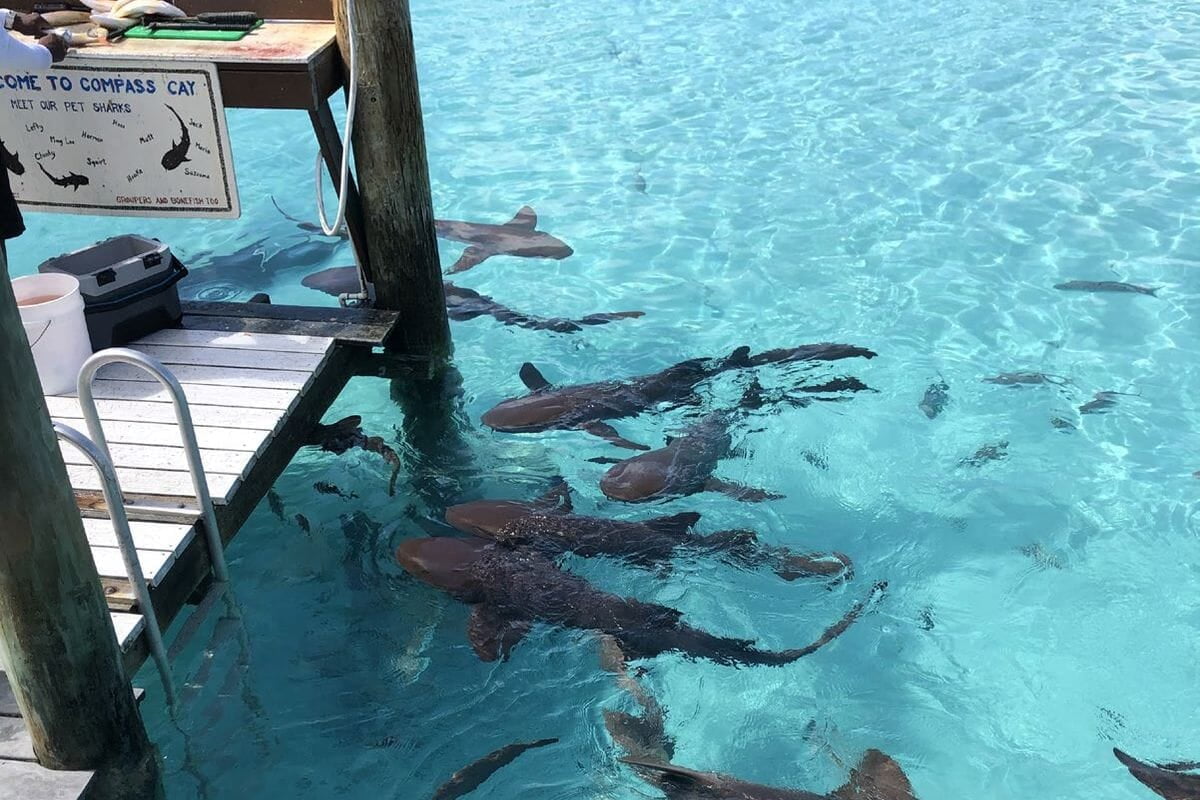 Nurse sharks, Compass Cay