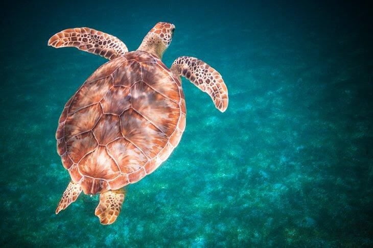 Sea turtle, St. John